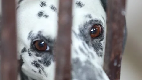A dog is hiding in a cage 22 Stock Footage 314514178