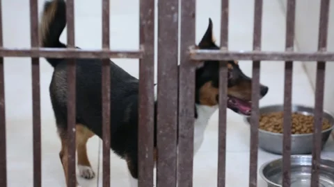 A dog is hiding in a cage 29 Stock Footage 314514304