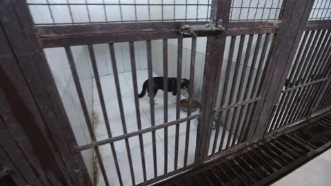 A dog is hiding in a cage 30 Stock Footage 314514323