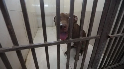 A dog is hiding in a cage 4 Stock Footage 314513563