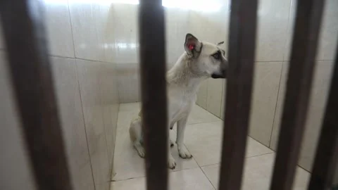 A dog is hiding in a cage 9 Video stock 314513713
