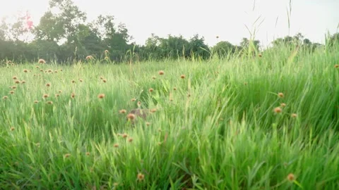 Dog is hiding in the grass Видео 167354898