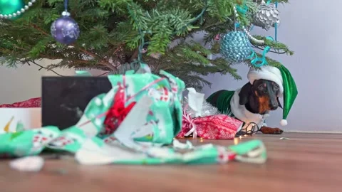 Dog is hiding under Christmas tree, afraid for torn gifts, noise of firecrackers Stock Footage 289157308
