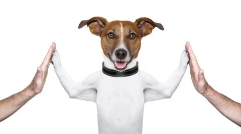 Dog high five Stock Photos