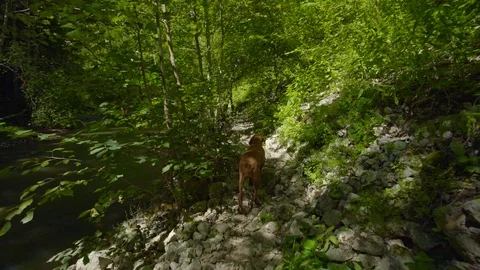 Dog hiking in the forest on the path Stock Footage 93626990