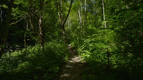 Dog hiking in the forest on the path Stock Footage 93627003