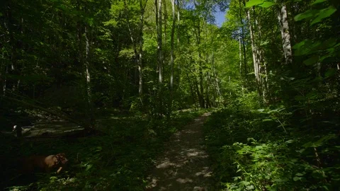 Dog hiking in the forest on the path Stock Footage 93627075