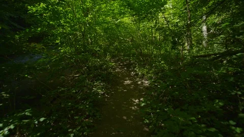 Dog hiking in the forest on the path Stock Footage 93627132