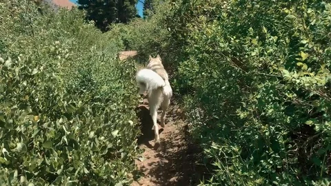Dog on a Hiking Trail 库存影片 128751466