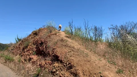 Dog on hill Vídeos de archivo 106965674
