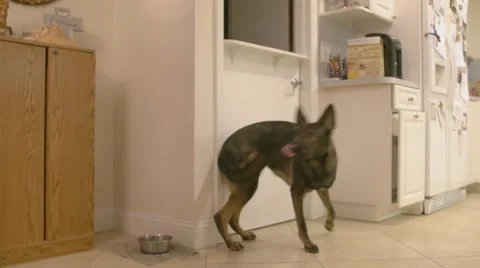 Dog hits camera Stock Footage 47124262