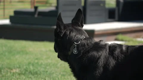 Dog holding a ball Stock Footage 311745456