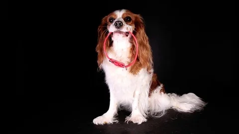Dog holding collar avoid puppy lost Stock Footage 89635475