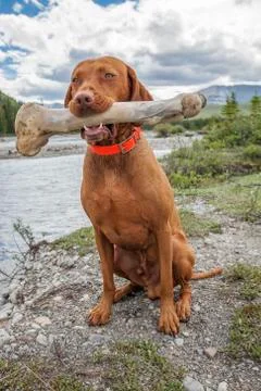 Dog holding oversized bone Stock Photos