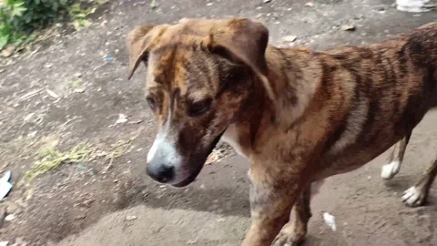 Dog at home Stock Footage 238798694