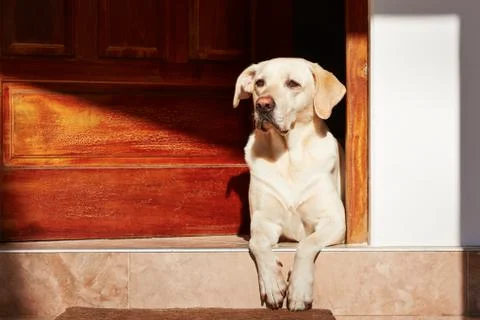 Dog at home Stock-Fotos