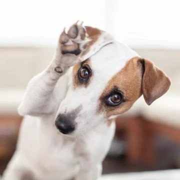 Dog at home Stock Photos