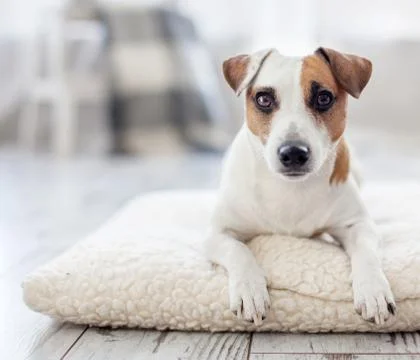 Dog at home Stock Photos