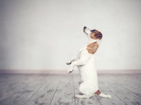 Dog at home Stock Photos