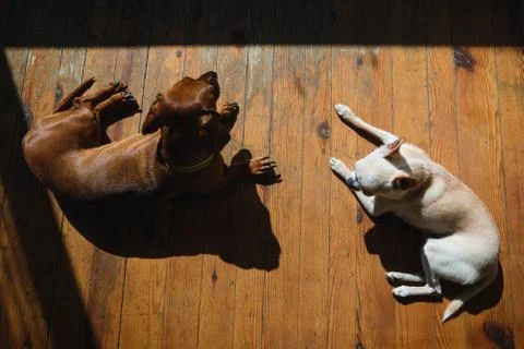 Dog at home in the rays of daylight. Stock Photos