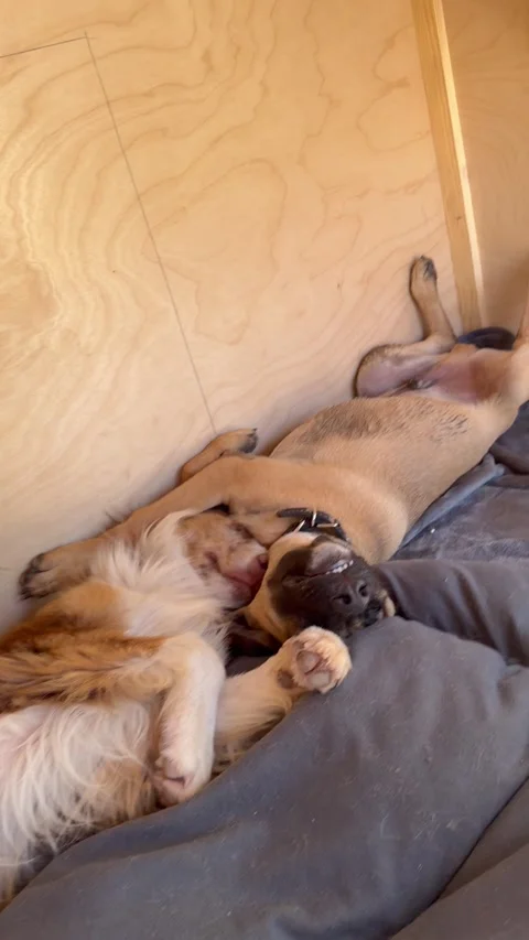 Dog House Comes With Creature Comforts, Guasave, Sinaloa, Mexico - 11 Jul 2026 Video stock 341005664