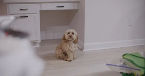 Dog in House Stock Footage 324765304