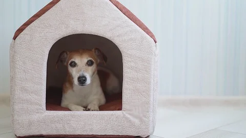 Dog house lying down resting Vídeo Stock 123304840