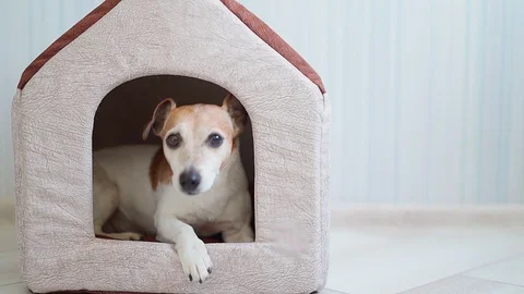 Dog house resting Vídeo Stock 123304783