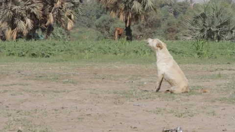 Dog howling in a field Egypt Stock Footage 90886892