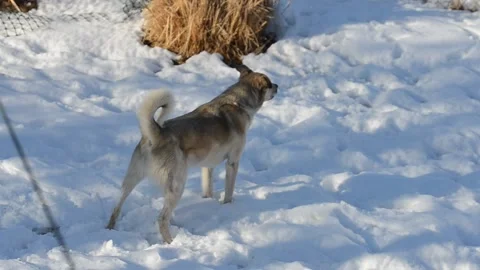 Dog Howling Stock Footage 168914291
