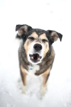 Dog Howling or Barking at Master in Snowstorm Stock Photos