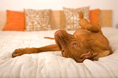 Dog in the human bed Stock Photos