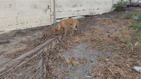 Dog hungry Stockbeeldmateriaal 261345952