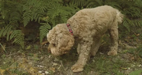 Dog hunting Stock Footage 139755658