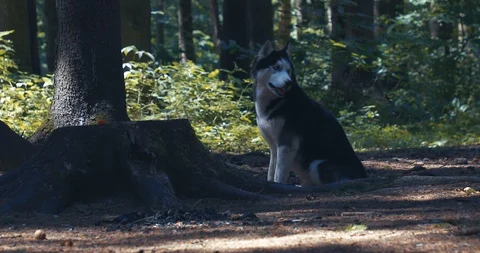 Dog Husky executes commands Stock Footage 129344567