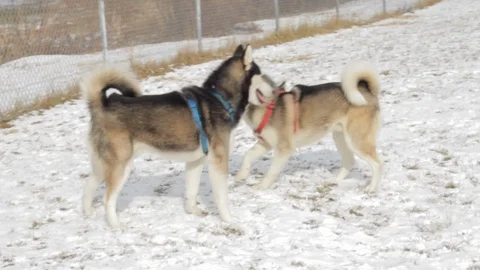 Dog Husky Plays Stock Footage 119601937