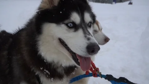 Dog husky in the snow Vidéo 101851070