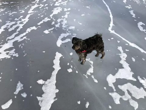 Dog on Ice Stock Photos