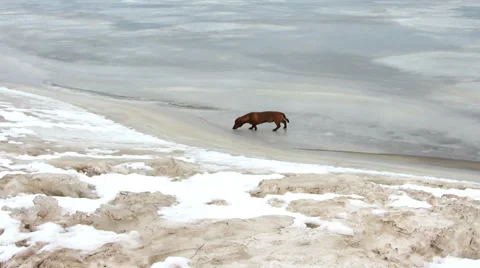 Dog on ice river Video stock 36524016