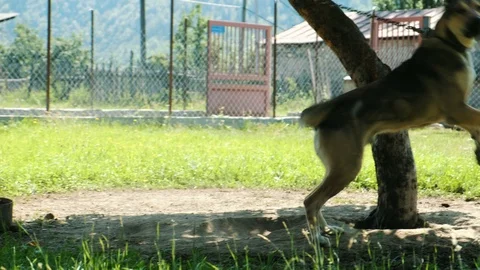 Dog on an ichain gallops around a tree in the shade in the summer on the plot 스톡 동영상 100735659