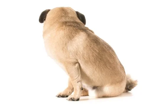 Dog ignoring viewer Stock Photos