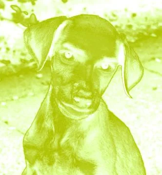Dog Stock Illustration