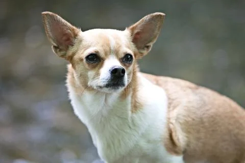 Dog Image Stock Photos