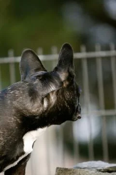 Dog image Stock Photos