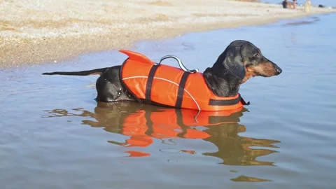 Dog in inflatable life jacket stands in water in summer Stock Footage 273426980