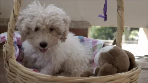 Dog inside basket Stock-Footage 45727085