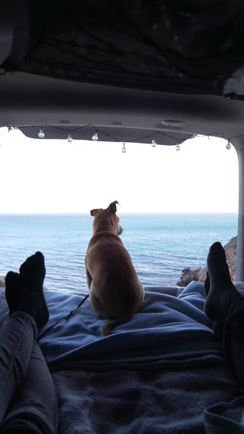 Dog inside a camper van looking at the sea. Traveling with a dog Stock Footage 276371563