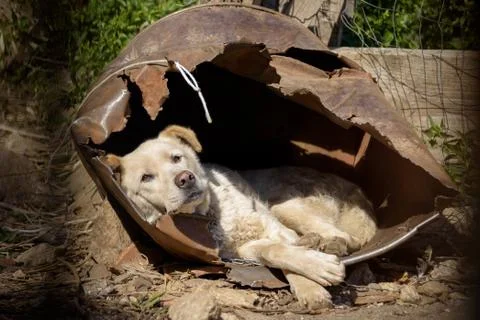 A dog inside his kennel Stock Photos