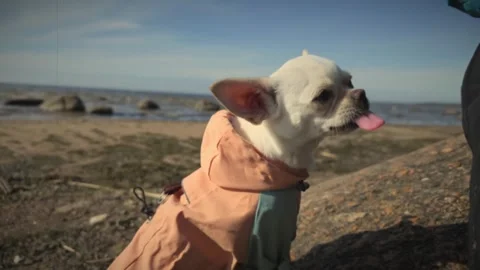 Dog interacts with person on the beach during sunny afternoon 動画素材 343275129