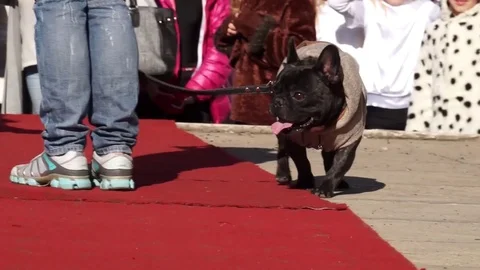 Dog in interesting clothes. At the dog show. Goes on the runway, next to the hos Stock Footage 100601059